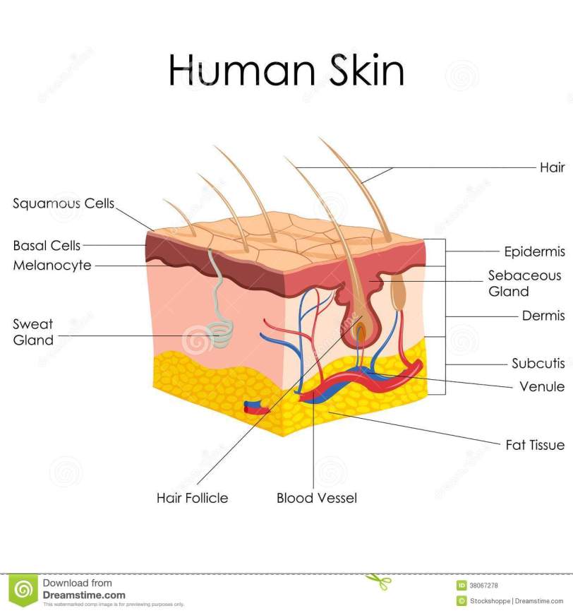 human-skin-anatomy-38067278.jpg