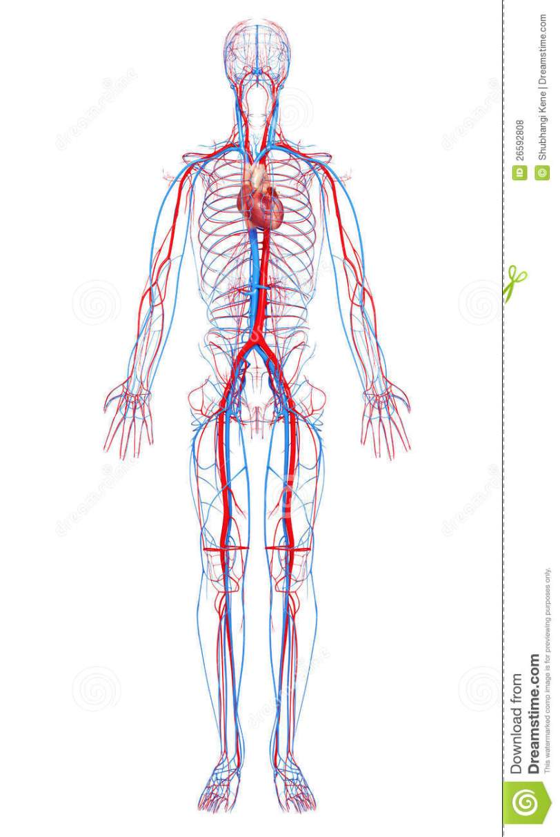 circulatory-system-male-body-26592808.jpg