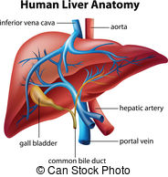 liver