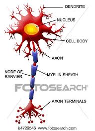 nerve cell